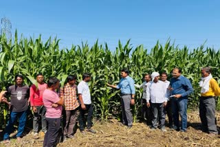 MAIZE SAFFLOWER FARMING RABI SEASON