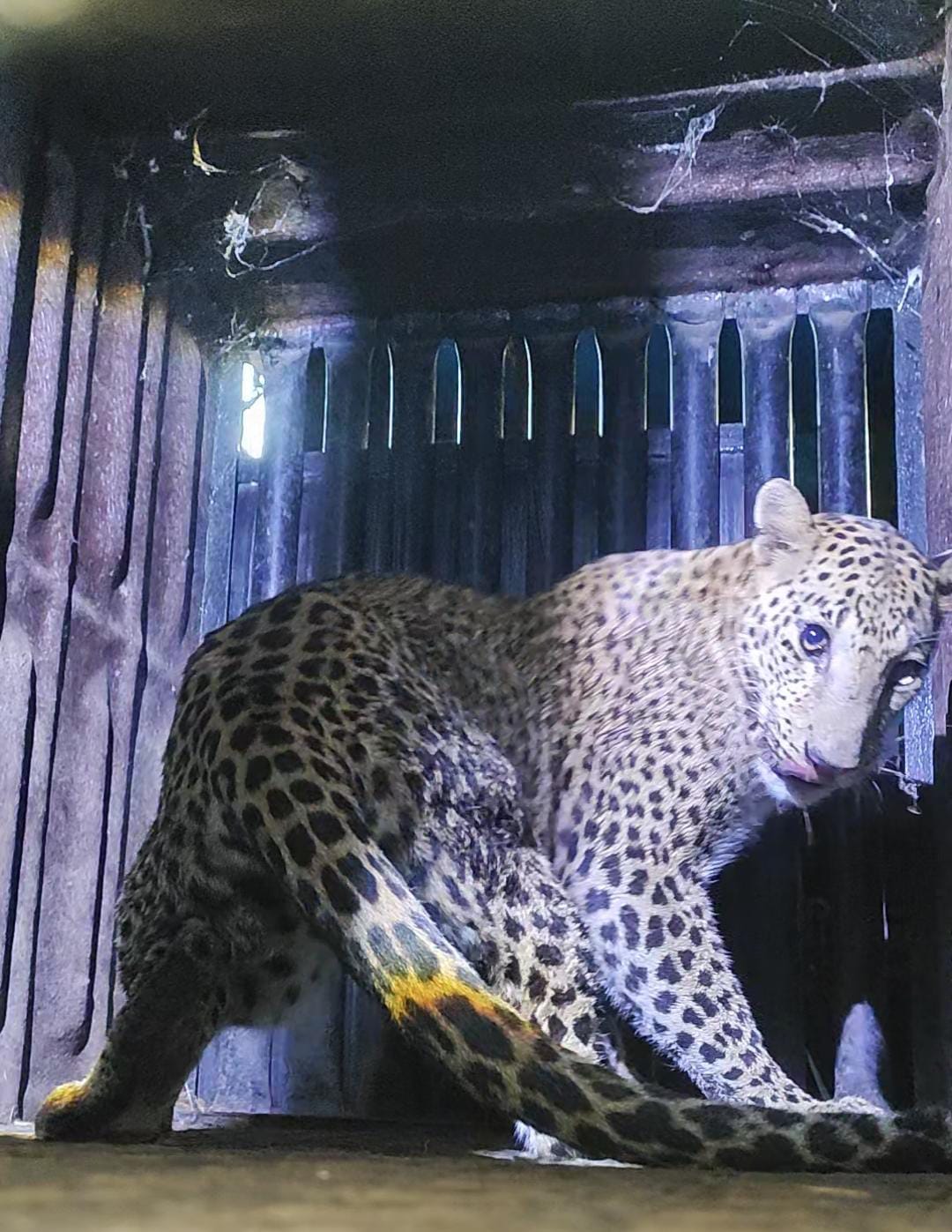 forest-department-reunites-three-separated-leopard-cubs-with-their-mother