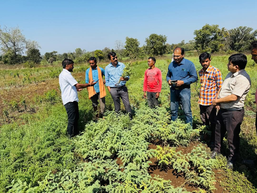 Safflower Farming in rabi season