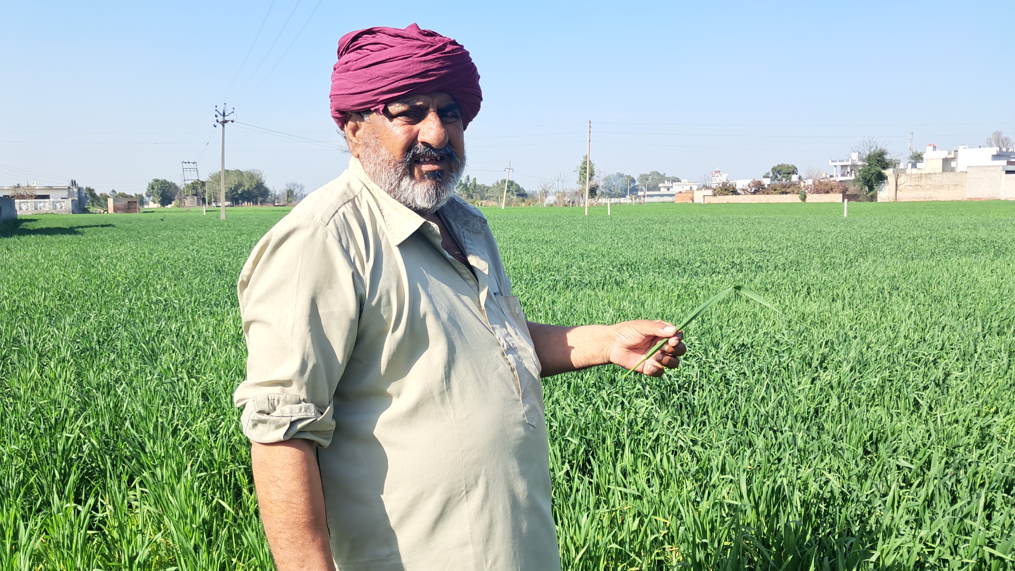 How to save wheat crop