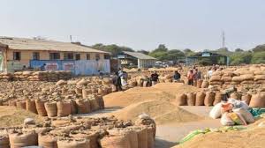 Paddy Crop in Jaipur Mandi