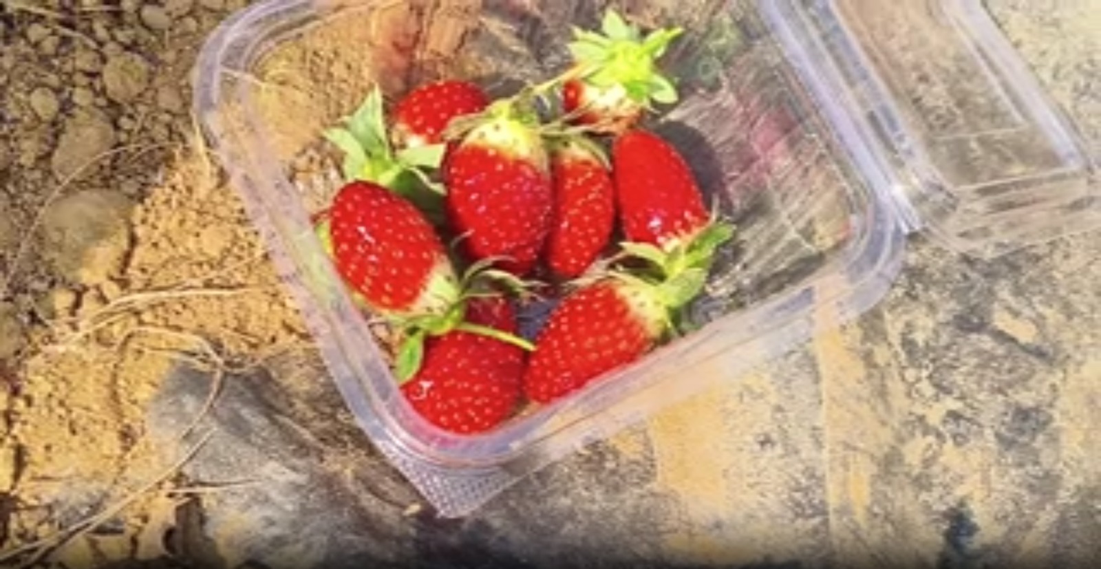 STRAWBERRY FARMING