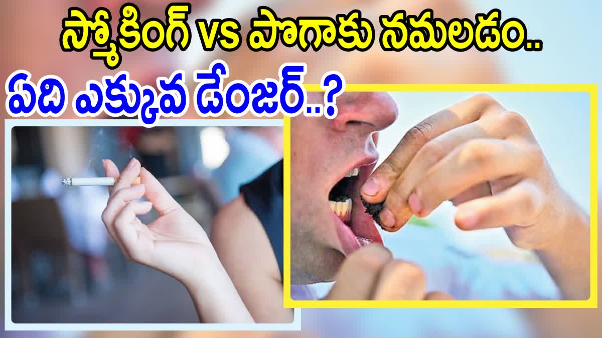Smoking Vs Chewing Tobacco Which Is More Harmful