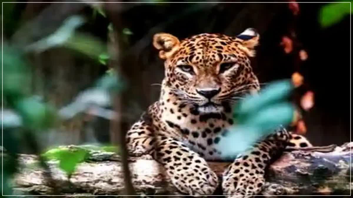 Panther Attack in Dungarpur