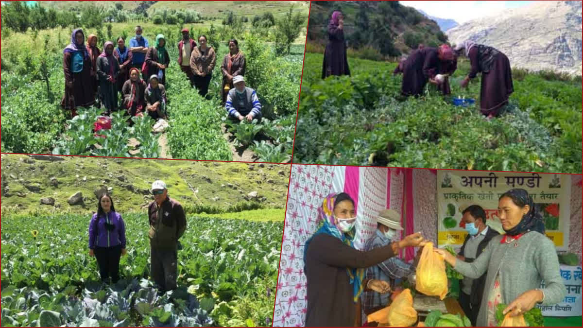 Natural Farming In Spiti Valley