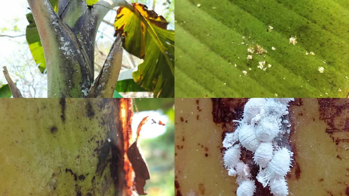 kozhikode mavoor  agriculture  Banana cultivation  Pineapple mealybug