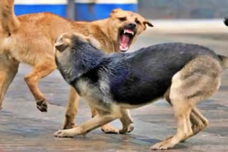 dog attack in navsari