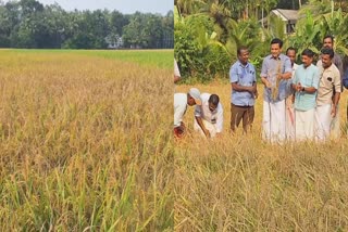 young Farmers  agriculture  kozhikode  Rice cultivation