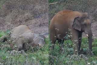 Ganapathi wild elephant  Thrissur  medical team reached athirappilly  forest department