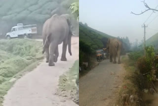 Munnar wild tusker Kattakomban  wild elephant attacks in Munnar  Munnar wild tuskers  wild animal attacks in Kerala