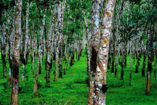 Natural rubber production up consumption up