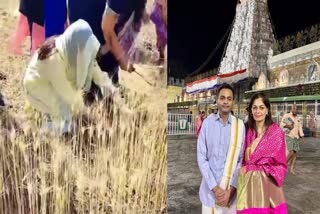 Priya Nath cutting Wheat in field