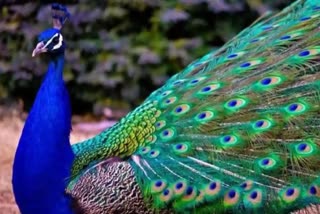 peacocks Suspicious death