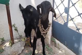 Neighbor broke leg baby goat