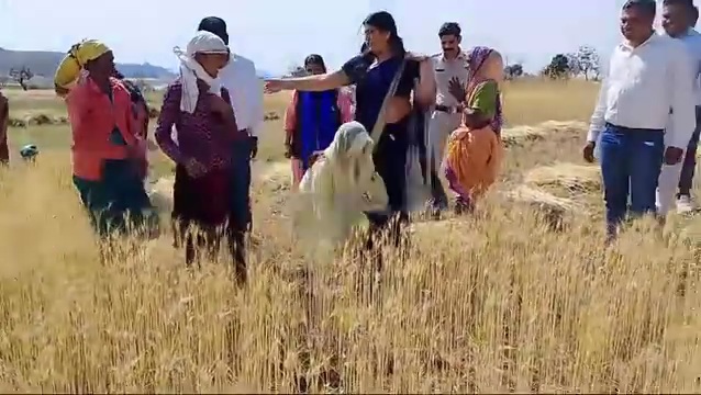 Priya Nath cutting Wheat in field