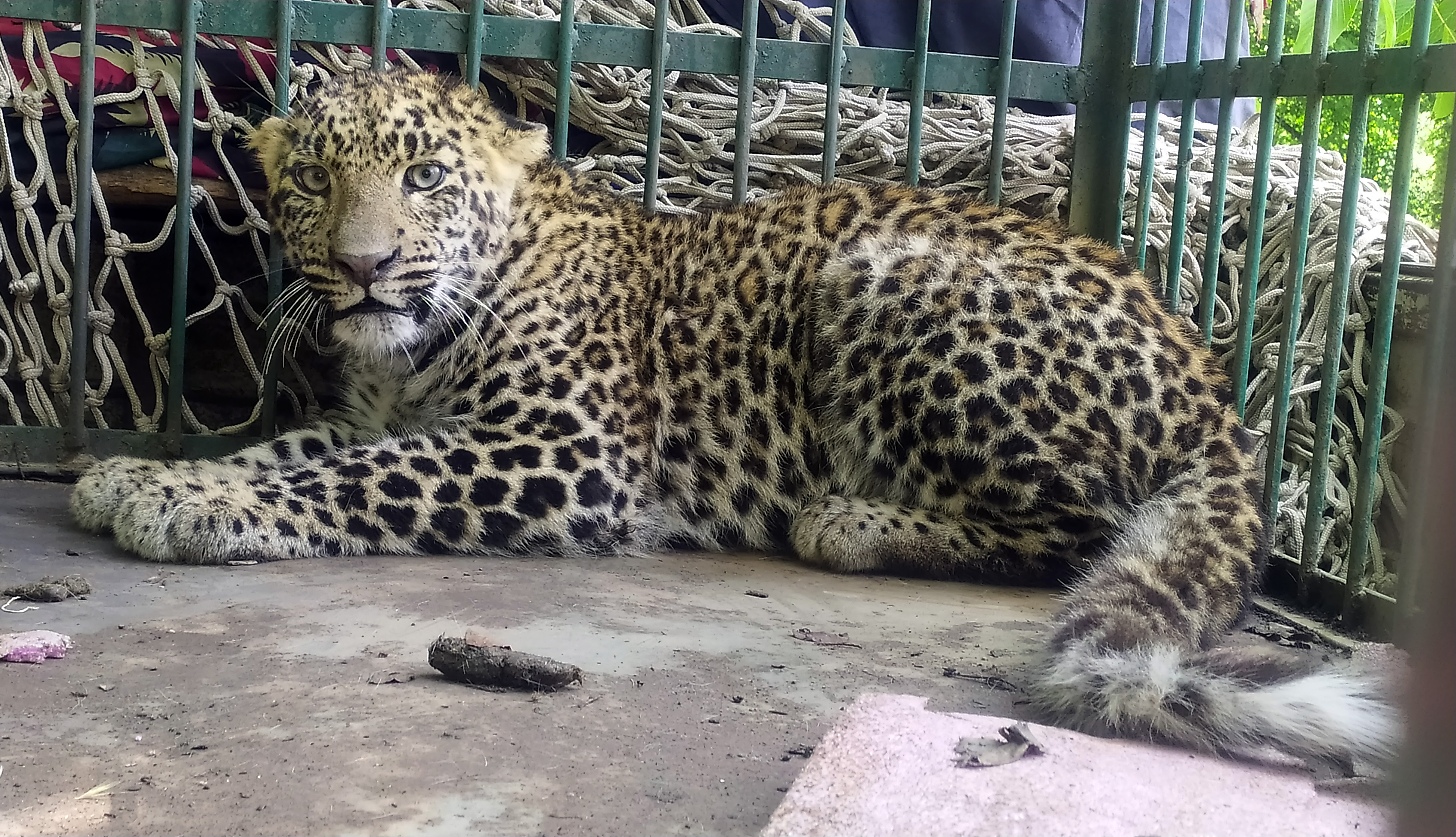 Officials of the Department of Wildlife caught a leopard in Jammu and Kashmir's Pulwama district.
