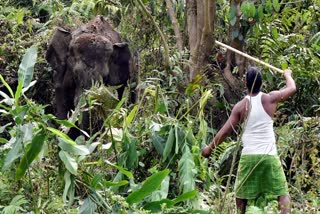 A person tries to attack an injured wild elephant after the elephant entered in a village in Assam's Kamrup district.