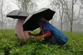 RAIN AT TEA GARDEN AREA