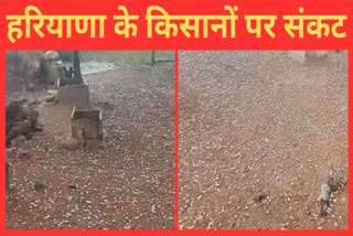 Hailstorm rain in Haryana