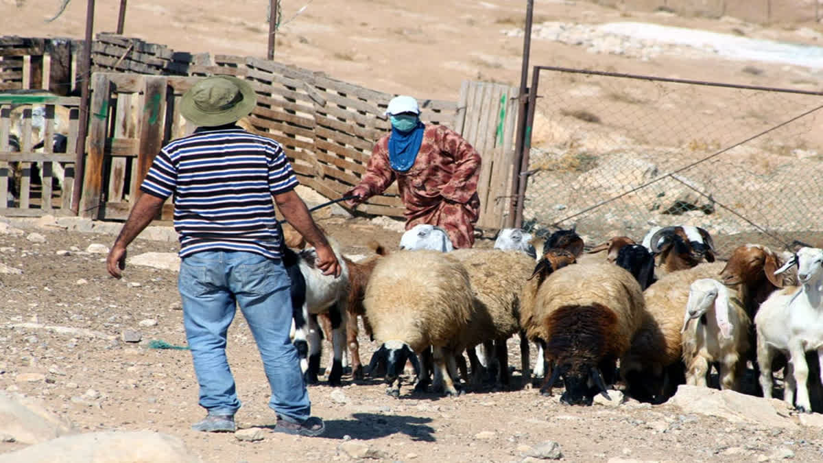 Attack on team searching for missing Israeli shepherd