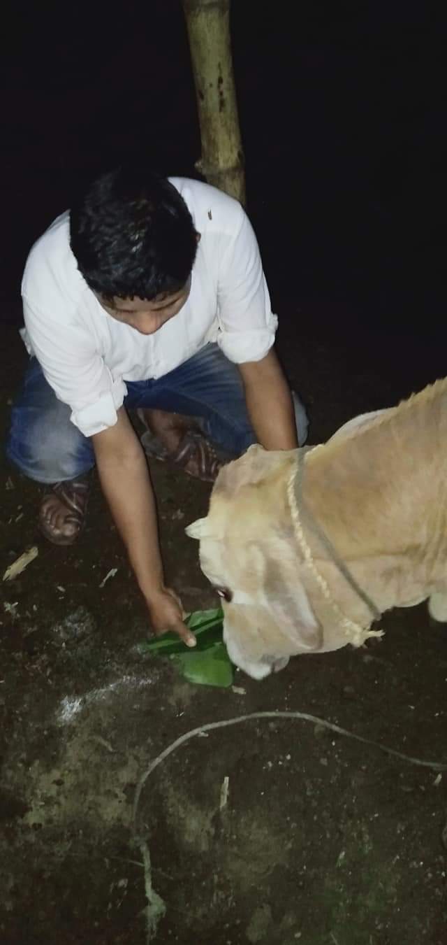 Goru Bihu celebrations