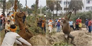 Camel Fell Into Well In Bihar Patna