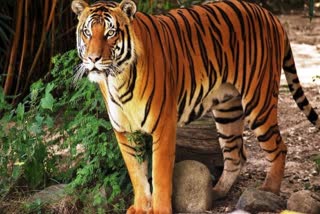tiger in Baranwapara sanctuary