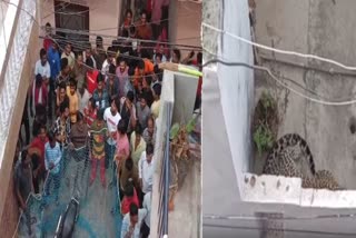 Leopard Spotted on Rooftop in Meerut, Cops Ask Residents to Remain Indoors