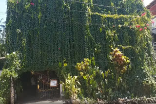 Majestic 'Green House' in Palace City of Mysuru Is Home to 10,000 Different Vines