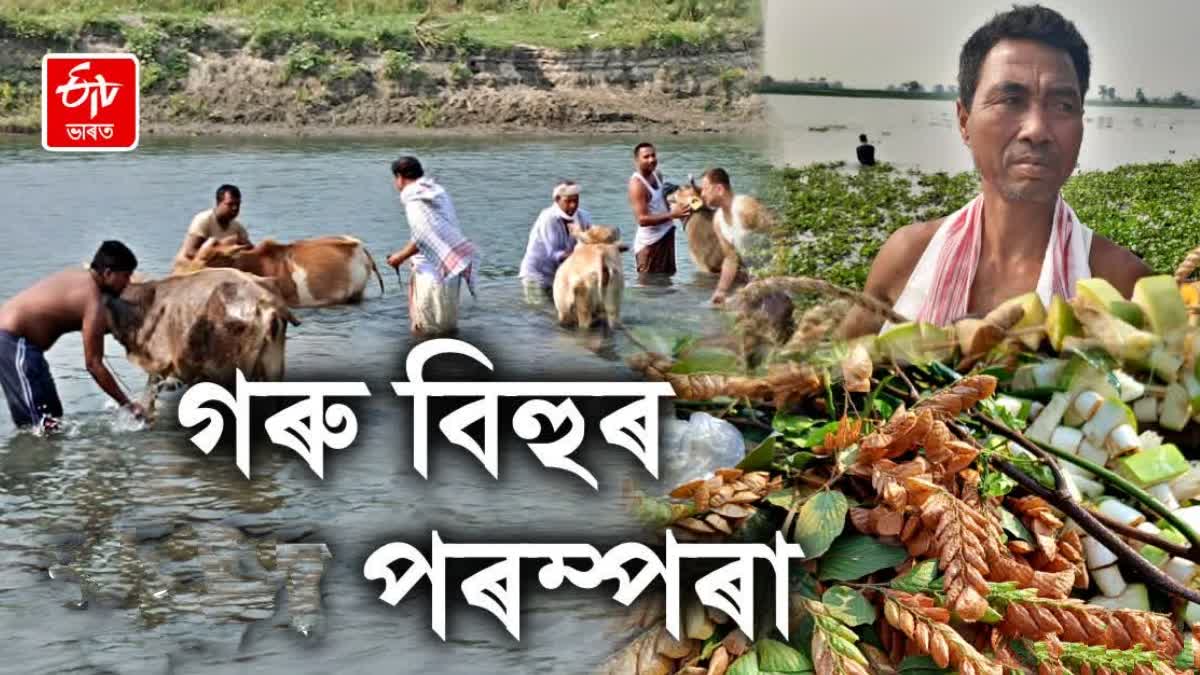 গৰু বিহু কেনেকৈ পালন কৰা হয় ? এই বিহু পৰম্পৰা তথা তাৎপৰ্যৰ বিষয়ে জানো আহক