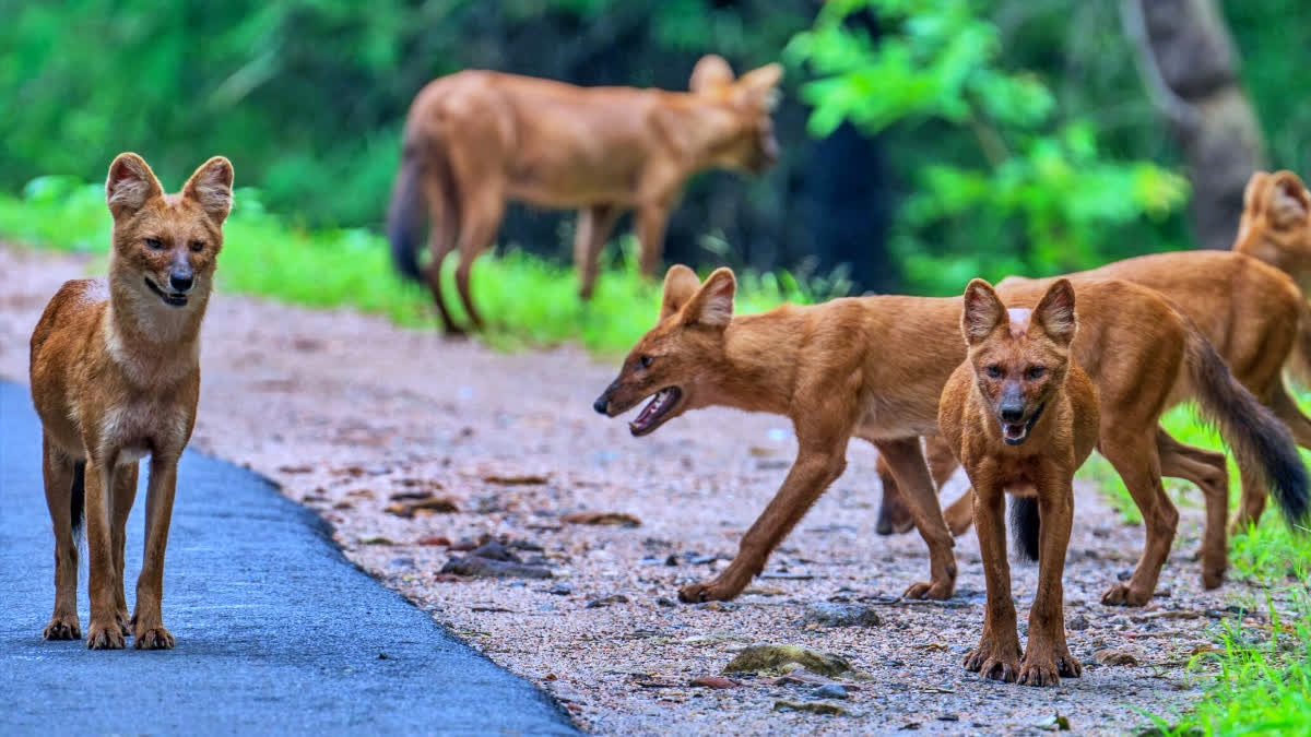 Meet Bandhavgarh's Predator Golden Dogs, Even Tigers Don't Dare To Cross paths With Them
