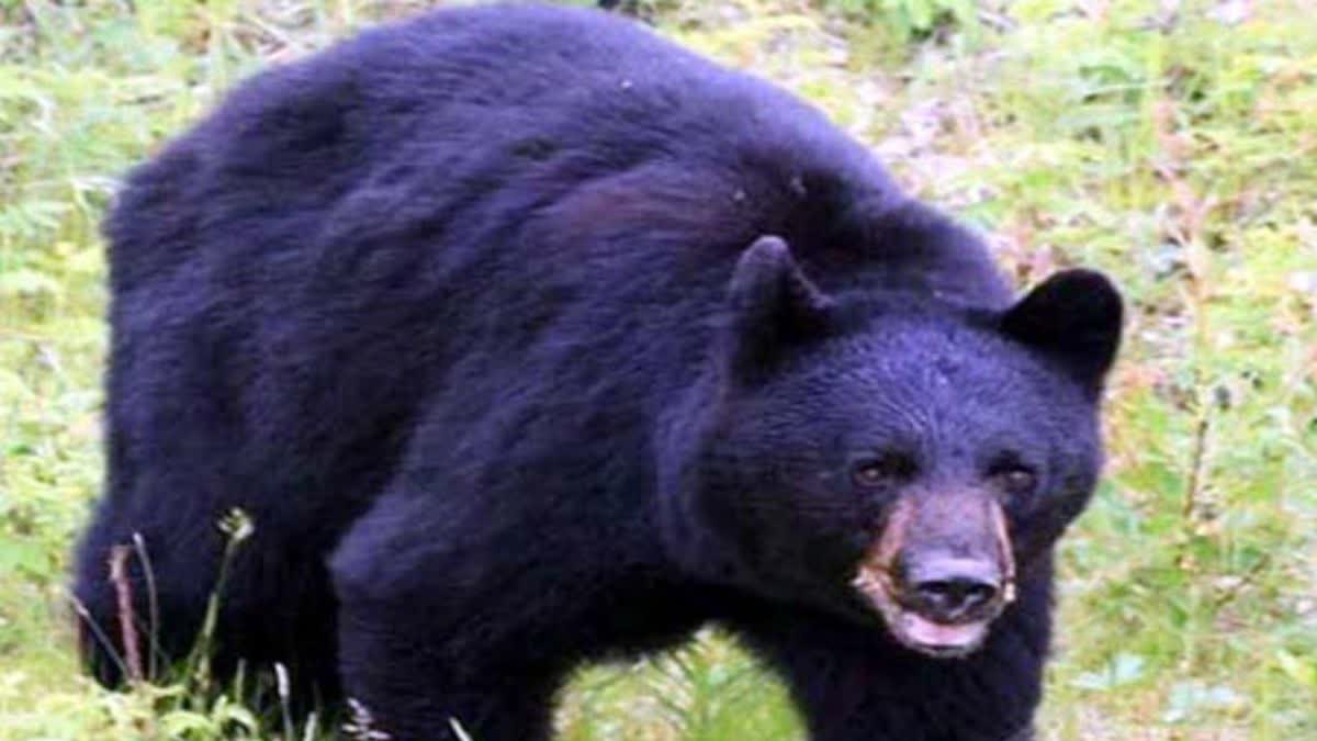brutal killing of bear