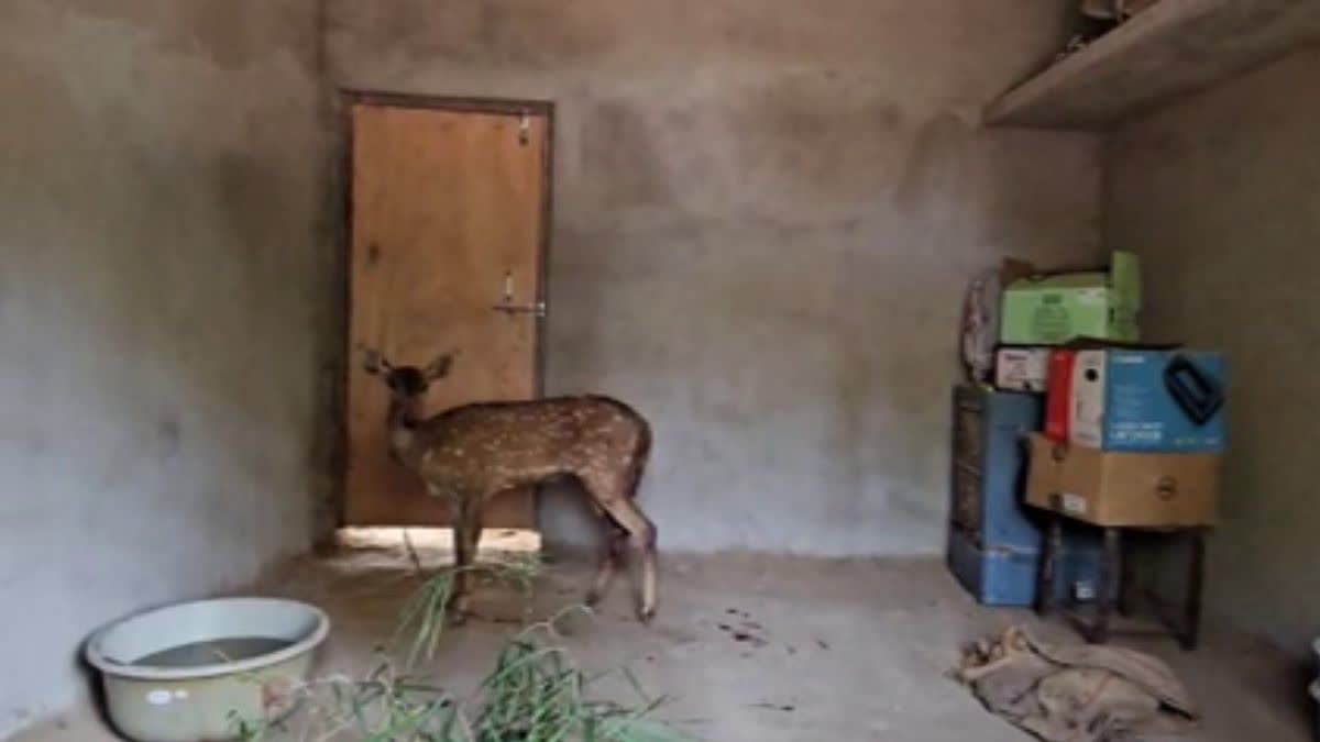 Dogs bitten chital entered residential area