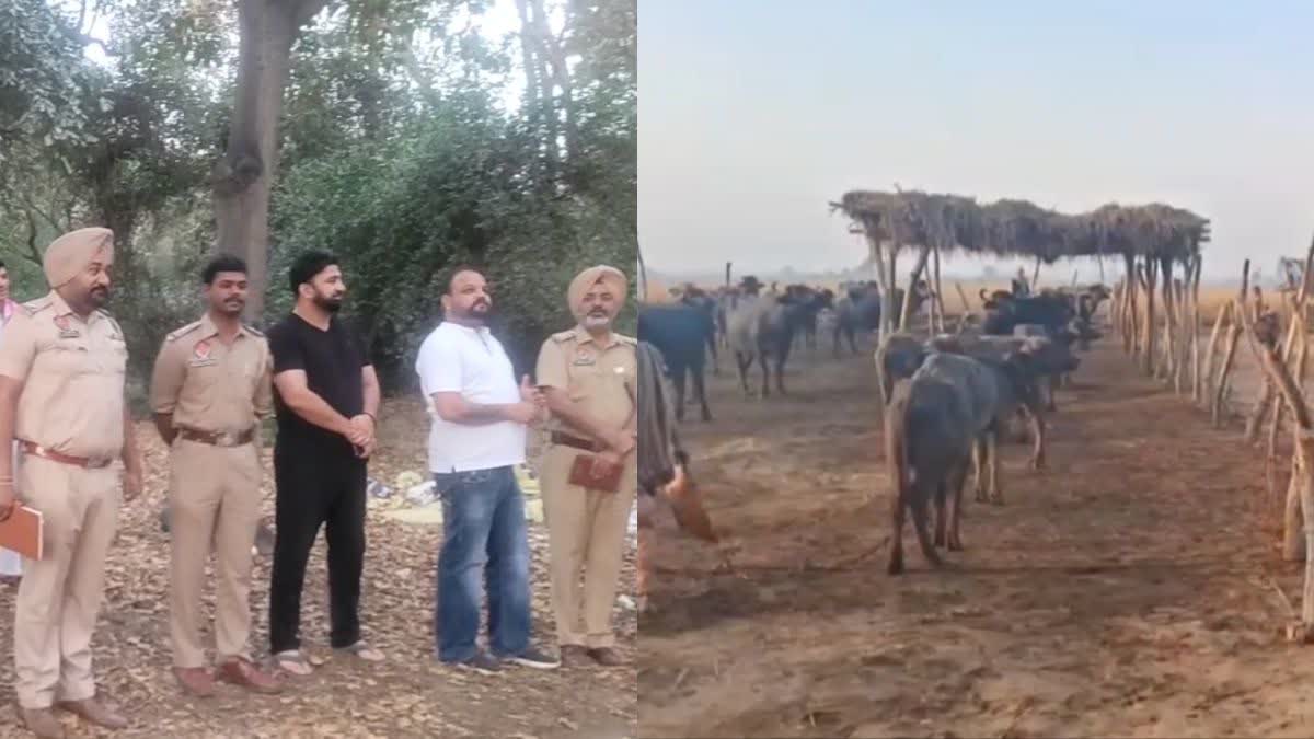 COWS WERE KILLED AND SMUGGLED