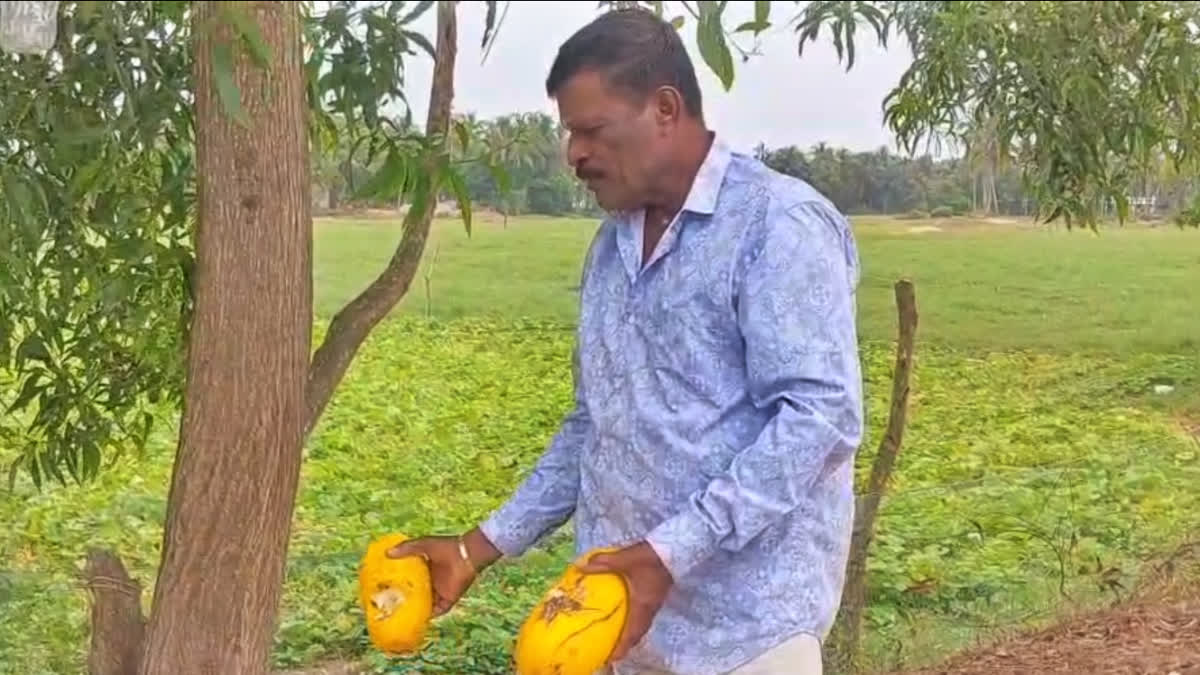 GOLDEN MELON FARMING KANNUR  VISHU KANI  KANIVELLARI  കണിവെള്ളരി കൃഷി