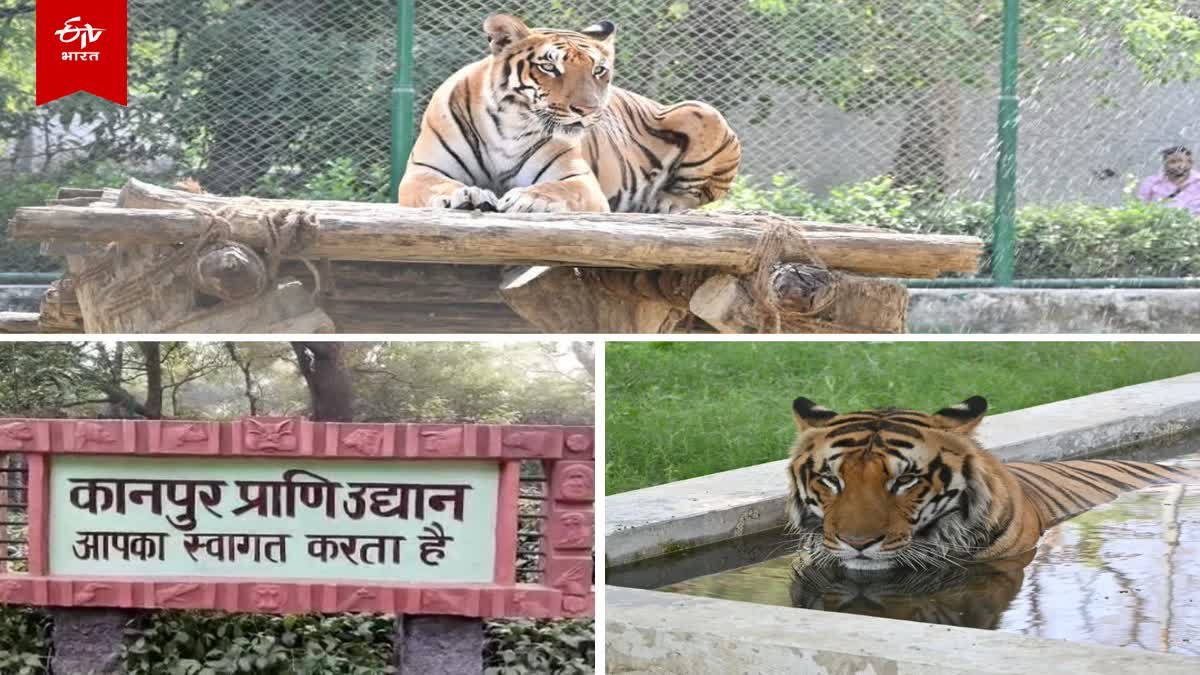 कानपुर चिड़ियाघर में जानवरों के लिए विशेष इंतजाम.
