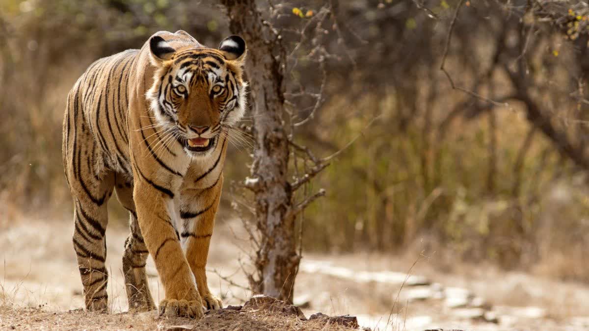 PANNA TIGER RESERVE