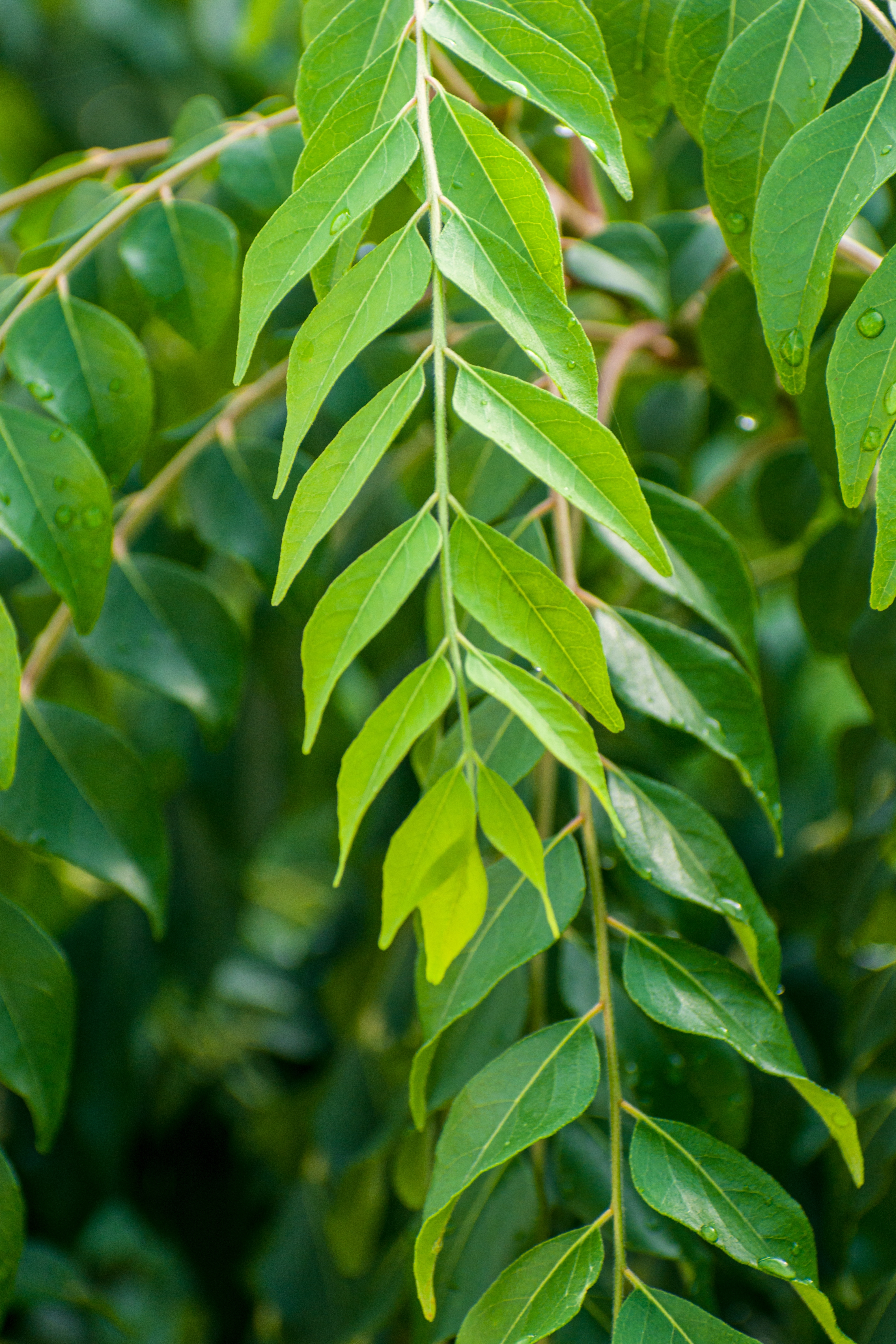 curry_leaves