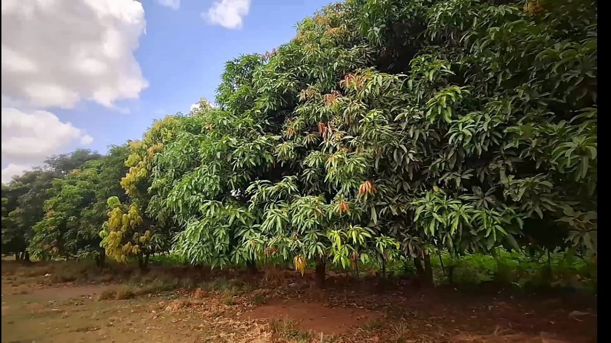 Tree Man Of Odisha