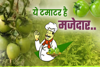 SEEDLESS TOMATO IN BIHAR