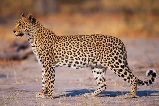 SHIVPURI LEOPARD KILLED 4 GOATS