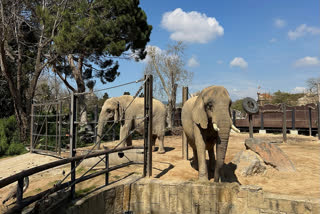 Two old African elephants Bully, left, and Susi, stand inside the Barcelona Zoo in Spain, Thursday, March 27, 2025.