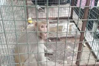 AGAR MALWA MONKEY ATTACKS TWINS