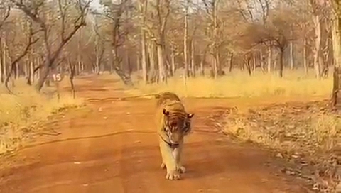 Panna Tiger Reserve Tiger