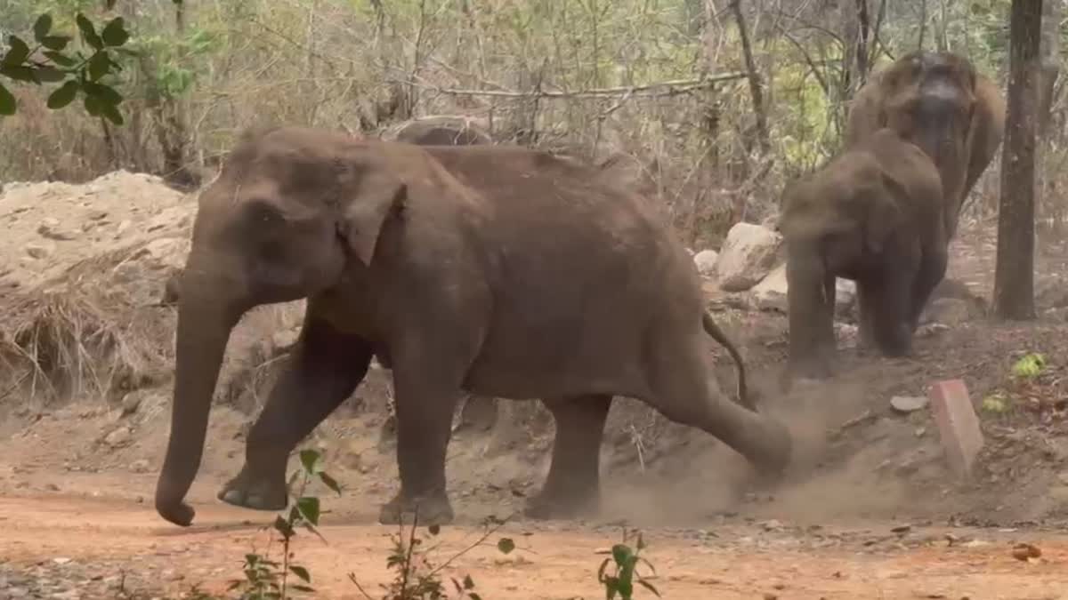 OPERATION ELEPHANT  ഓപ്പറേഷന്‍ എലിഫന്‍റ്  WILD ELEPHANT KANNUR  ആനയെ തുരത്താന്‍ ആന മതില്‍