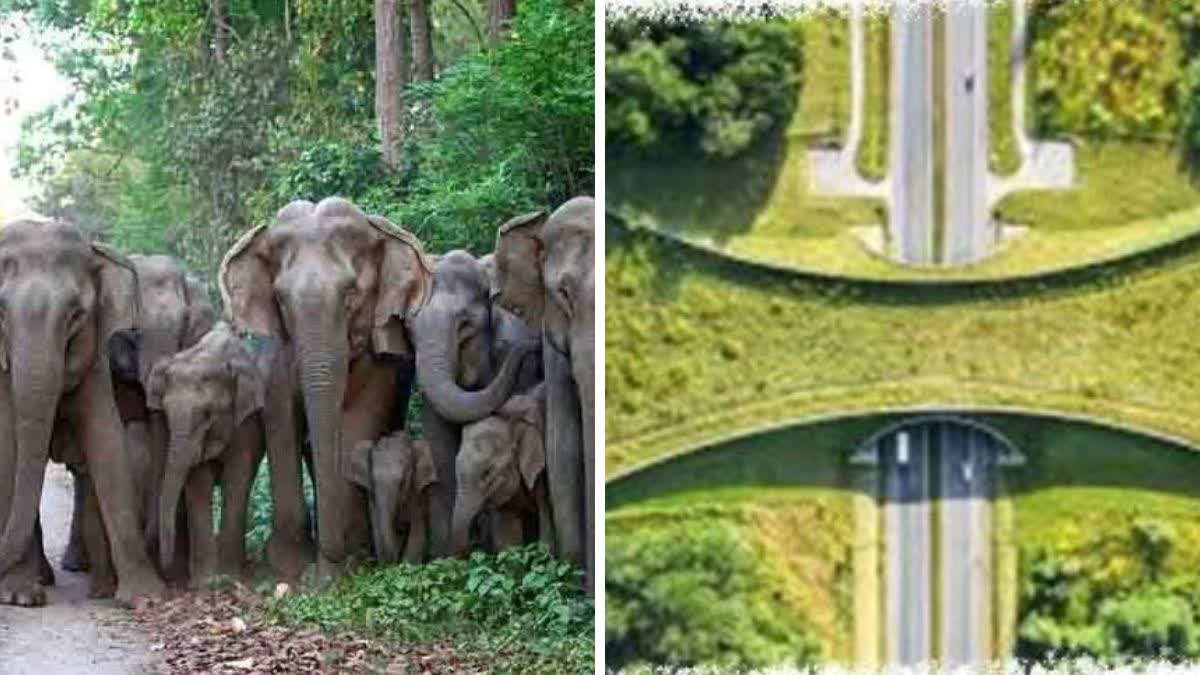 UNDERPASS FOR ELEPHANTS