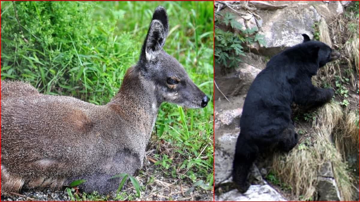 Great Himalayan National Park