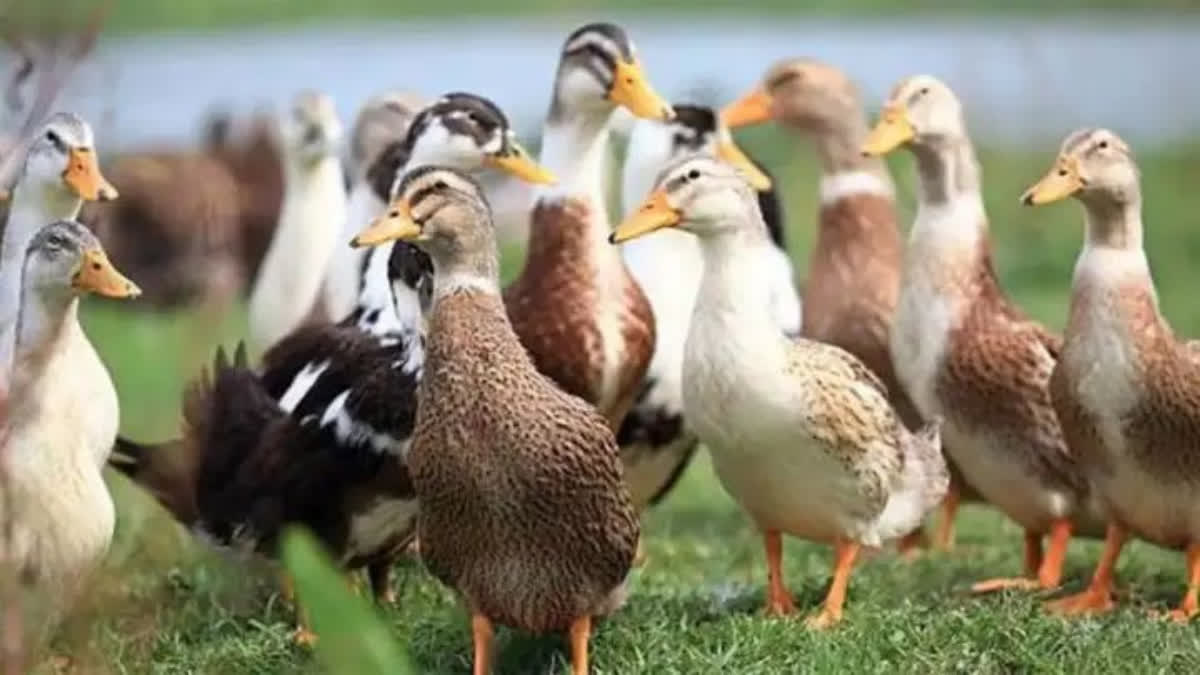 THIRUVALLA DUCK FARM  BIRD FLU DECIDED TO CULLING DUCKS  CULLING DUCKS AT THIRUVALLA  പക്ഷിപ്പനി താറാവുകളെ കള്ളിങ്‌