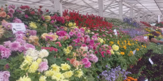 Nilgiris flower show photo
