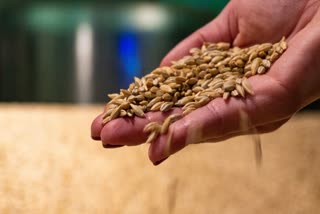mp wheat purchase new date May 20